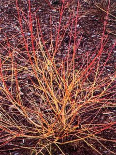 Cornouiller sanguin 'Winter Beauty'