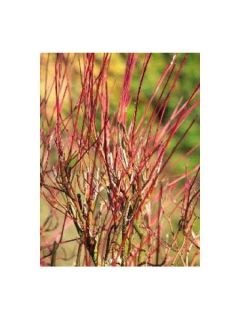 Cornouiller stolonifère 'Kelsey'