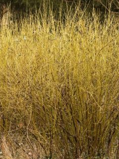 Cornouiller stolonifère 'Flaviramea'