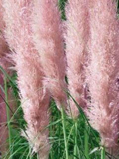 Cortaderia selloana 'Rosea'