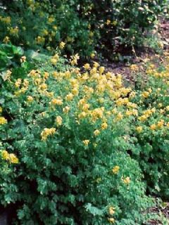 Corydale jaune