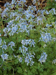 Corydale de Chine - Corydalis flexuosa