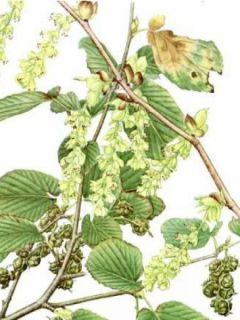 Corylopsis spicata