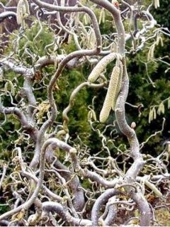 Noisetier tortueux 'Contorta'