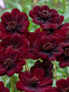 Cosmos 'Chocamocha'