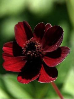 Cosmos chocolat Cosmos chocolat