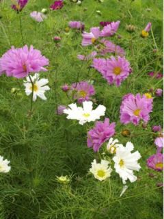 Graines de Cosmos Double Click Mixed - Cosmos bipinnatus