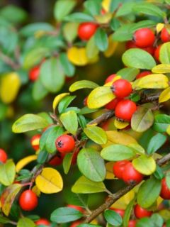 Cotonéaster de Dammer