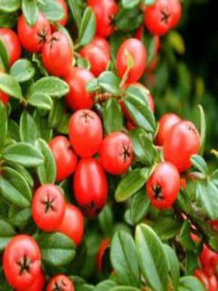 Cotonéaster 'Coral Beauty'