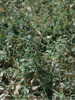 Cotonéaster de Dammer 'Eichholz'