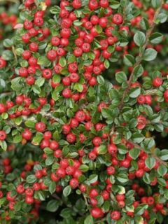 Cotonéaster de Dammer 'Schoon'