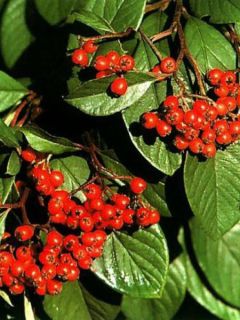 Cotoneaster lacteus