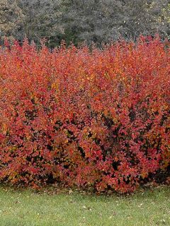 Cotonéaster lucidus