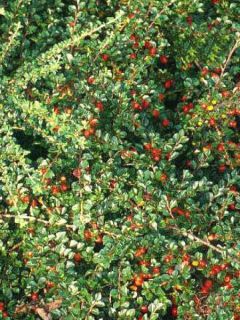 Cotoneaster praecox 'Boer'