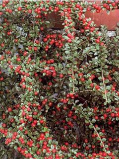 Cotonéaster rampant