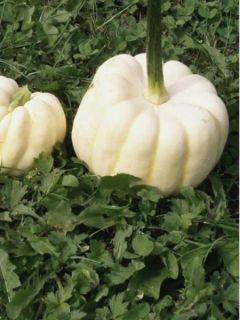 Courge Baby Boo - Curcubita pepo