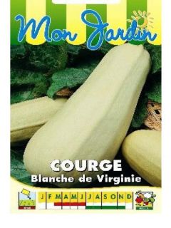 Courge 'Blanche de Virginie'