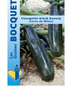 Courgette 'Black Beauty' Courgette 'Black Beauty'
