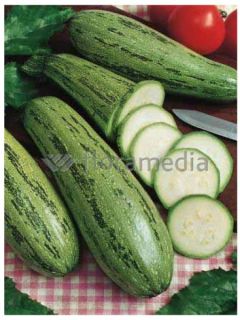 Courgette 'Grisette de Provence' Courgette 'Grisette de Provence'