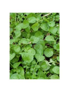 Cresson de Jardin Bio