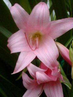 Crinum x powellii 