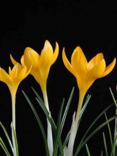Crocus ancyrensis Golden Bunch