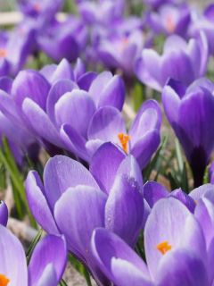 Crocus Mammouth Grand Maître