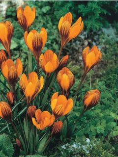 Crocus Orange Monarch