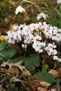 Cyclamen coum Blanc