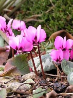 Cyclamen de l'Ile de Cos