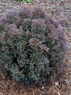 Chamaecyparis thyoides Versent®(Blue Rock) - Cèdre blanc de l'Atlantique    