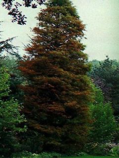 Taxodium distichum - Cyprès chauve