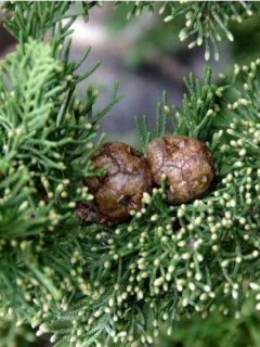 Cupressus sempervirens Stricta - Cyprès d'Italie, de Toscane. Cupressus sempervirens Stricta - Cyprès d'Italie, de Toscane.