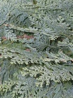 Cyprès de Lawson Alumii - Chamaecyparis lawsoniana Cyprès de Lawson Alumii - Chamaecyparis lawsoniana