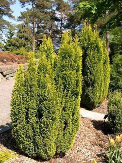 Cyprès de Lawson 'Elwood's Gold' Cyprès de Lawson 'Elwood's Gold'