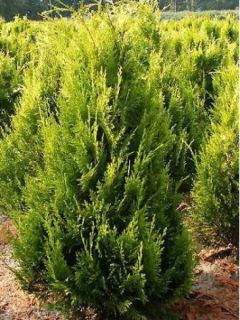 Chamaecyparis lawsoniana Ivonne - Cyprès de Lawson Chamaecyparis lawsoniana Ivonne - Cyprès de Lawson