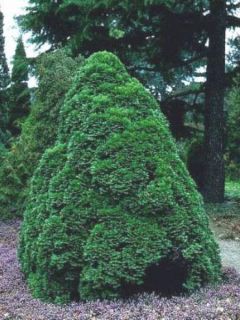 Chamaecyparis law.Minima Glauca - Faux cyprès Chamaecyparis law.Minima Glauca - Faux cyprès