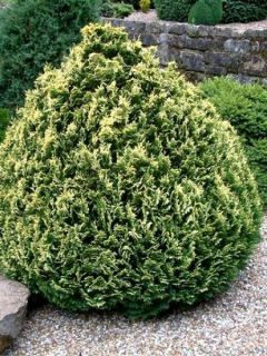 Cyprès de Lawson 'Pygmaea Argentea'