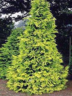 Cyprès de Lawson - Chamaecyparis lawsoniana Stardust Cyprès de Lawson - Chamaecyparis lawsoniana Stardust