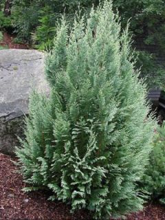 Cyprès de Lawson - Chamaecyparis lawsoniana White Spot Cyprès de Lawson - Chamaecyparis lawsoniana White Spot