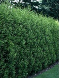 Cupressocyparis Leylandii 2001 - Cyprès de Leyland