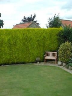 Cupressocyparis Castlewellan Gold - Cyprès de Leyland