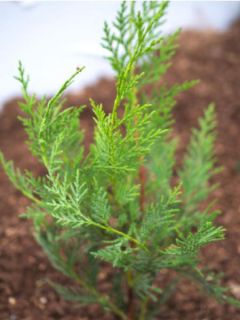Cyprès de Leyland 'Oger'