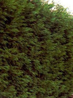 Cyprès de Leyland - Cupressocyparis leylandii