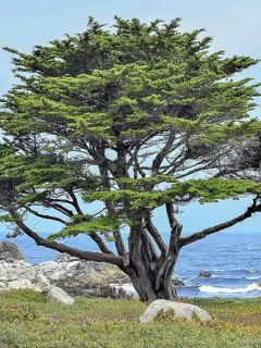 Cupressus macrocarpa - Cyprès de Lambert 