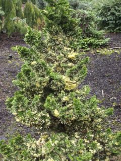 Cyprès hinoki du Japon - Chamaecyparis obtusa Baldwin Variegated