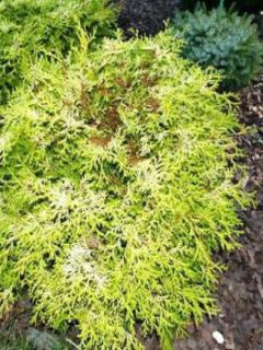 Cyprès hinoki du Japon 'Kamarachiba'