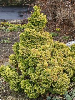 Cyprès hinoki du Japon 'Nana Aurea'