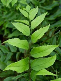 Cyrtomium fortunei 'Clivicola'