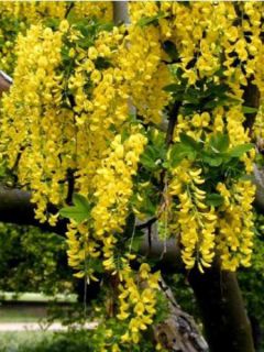 Cytise commun, Faux ébénier